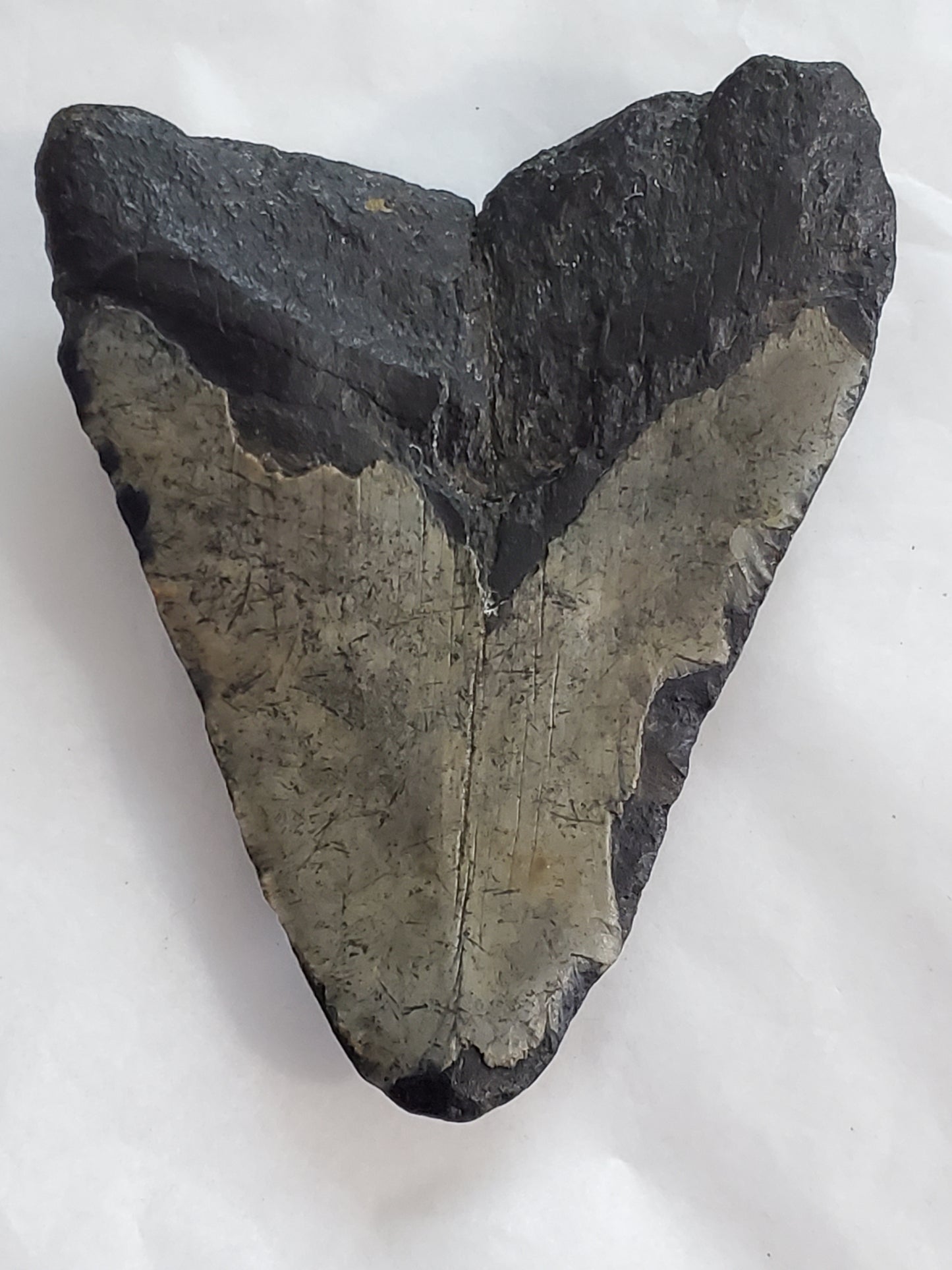 Megalodon Shark Tooth STL File