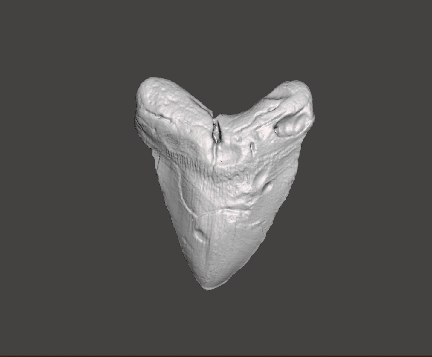 Megalodon Shark Tooth STL File