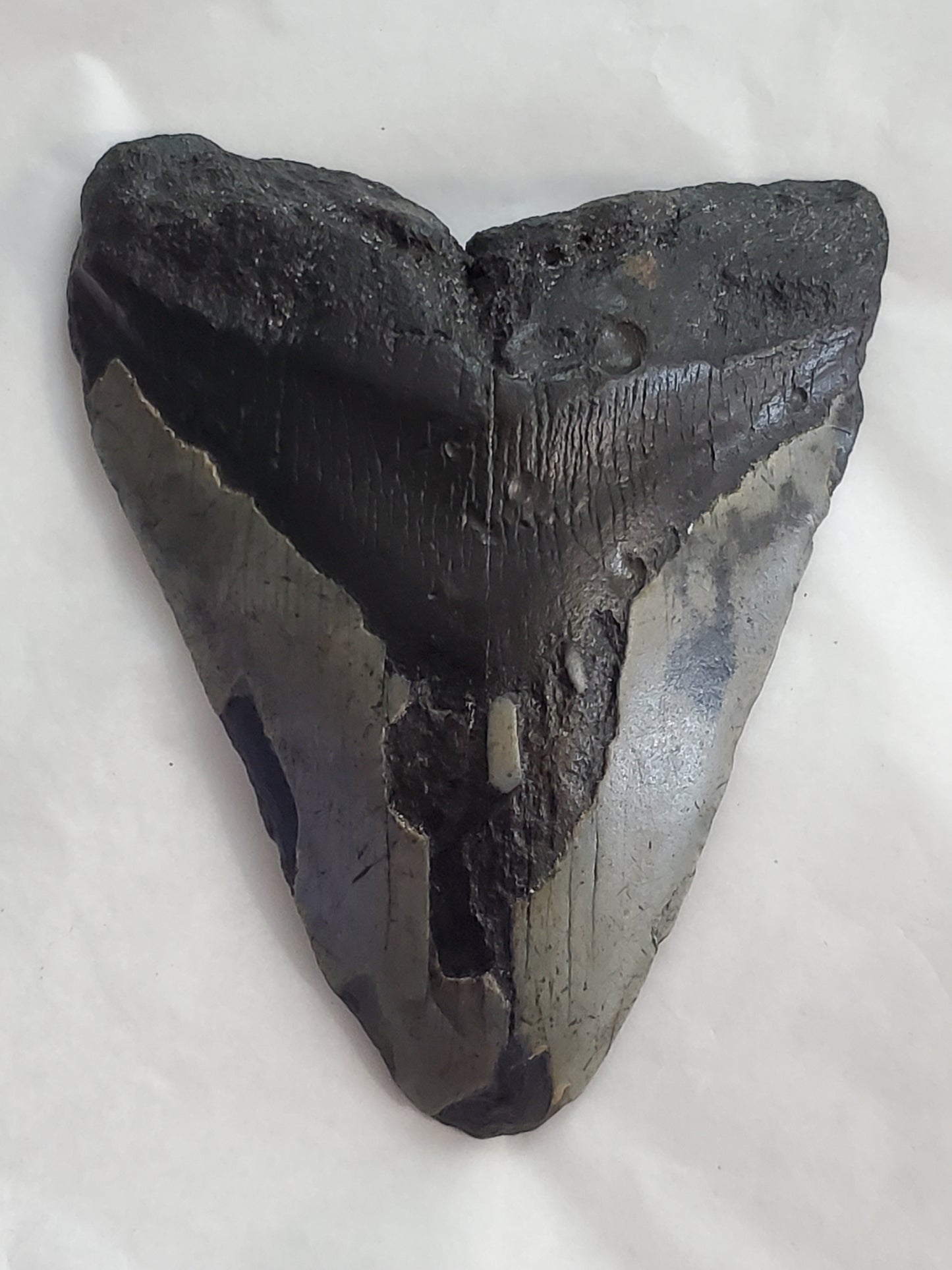 Megalodon Shark Tooth STL File