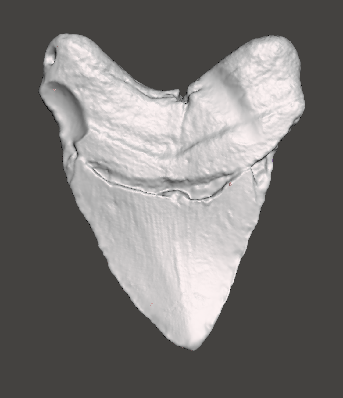 Megalodon Shark Tooth STL File